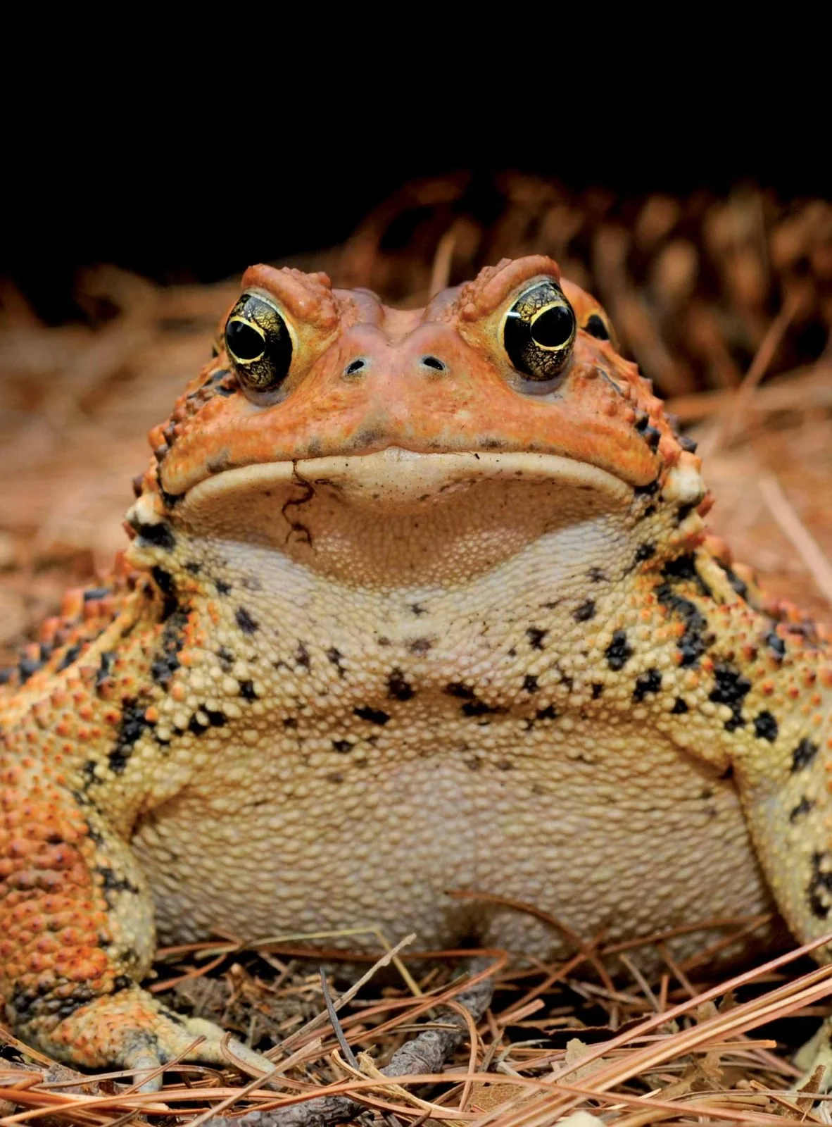 AAH Sanctuary Species-Frogs-Toads — Northern Virginia Bird Alliance